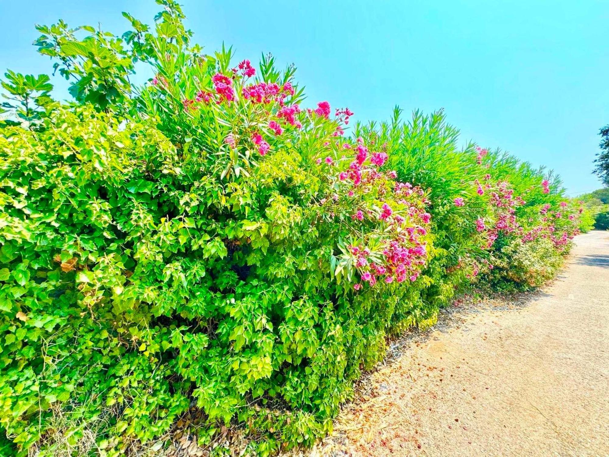 Tetraktys Estate Beachside Υδωρ Ágios Matthaíos Bagian luar foto
